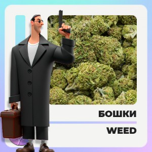 шишки бошки og kush